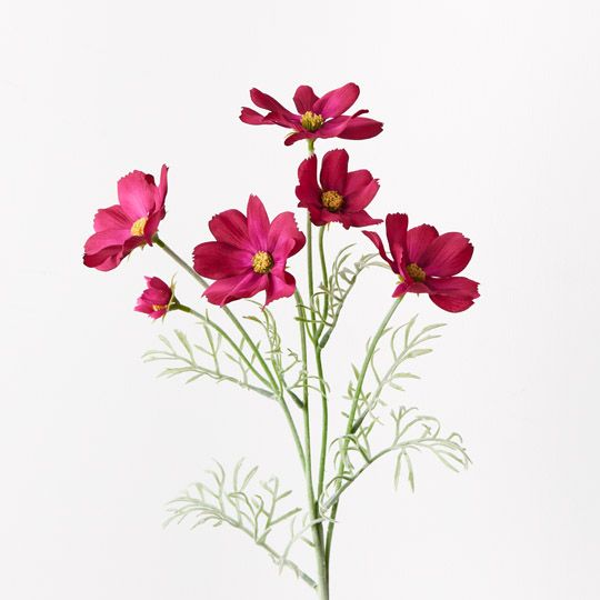 12 x Cosmos Spray Burgundy 62cml (FI9432BU)