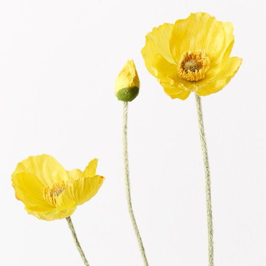 12 x Poppy Iceland Spray Yellow 60cml (FI9433YE)