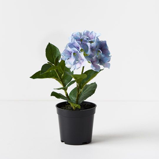 6 x Hydrangea Plant, French Blue 30cmh (FI9459FB)