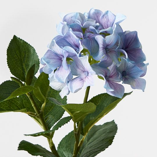 6 x Hydrangea Plant, French Blue 30cmh (FI9459FB)