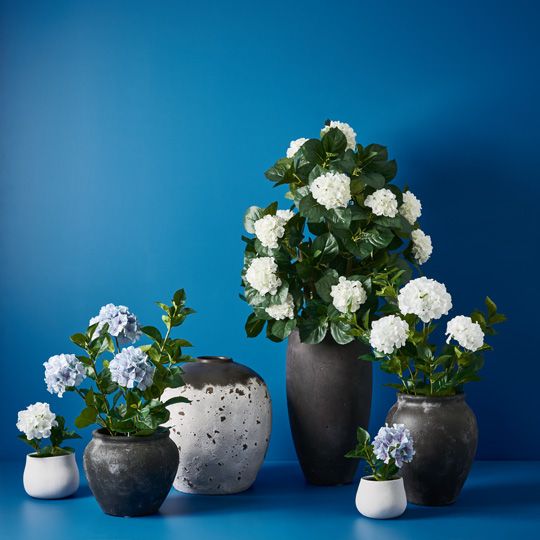 6 x Hydrangea Plant, French Blue 30cmh (FI9459FB)