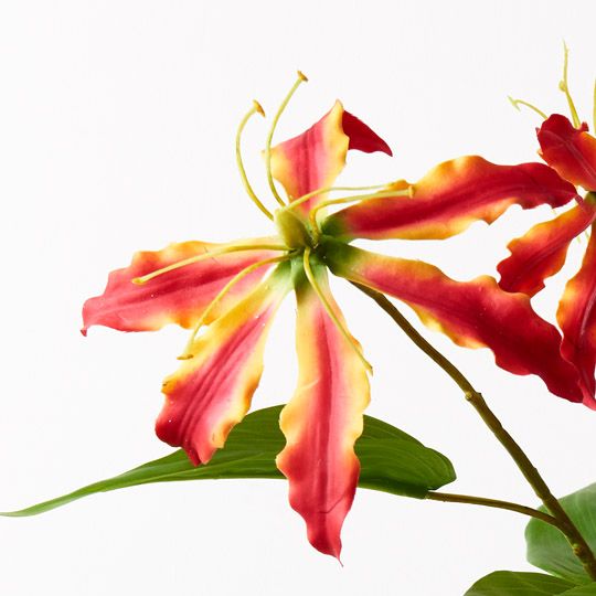 12 x Lily Gloriosa Spray Red Orange 74cml (FI9442RO)