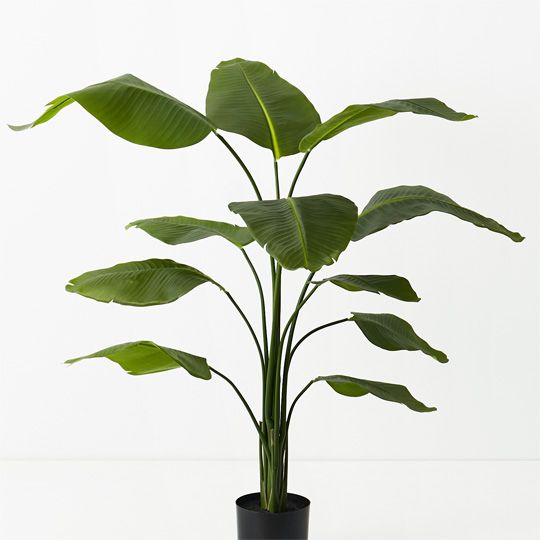 2 x Bird of Paradise Plant, Green 150cmh (FI9521GR)