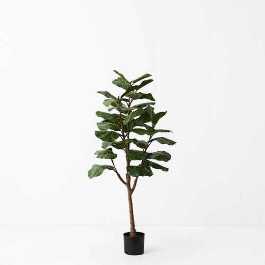 2 x Fiddle Leaf Tree, Green 145cmh (FI9451GR)