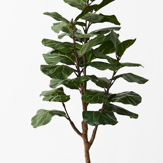 2 x Fiddle Leaf Tree, Green 145cmh (FI9451GR)