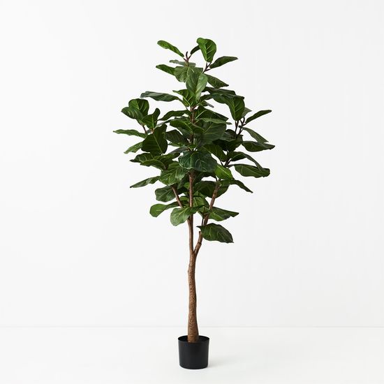 2 x Fiddle Leaf Tree, Green 175cmh