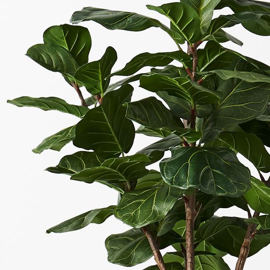 2 x Fiddle Leaf Tree, Green 175cmh