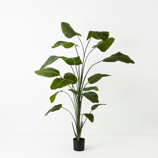 2 x Bird of Paradise Plant, Green 240cmh (FI9523GR)