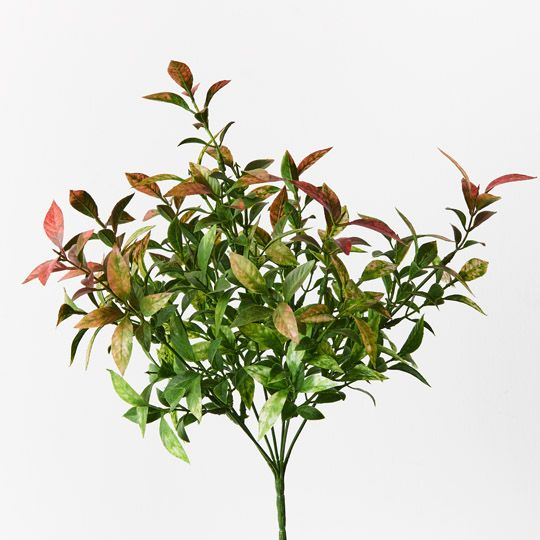 12 x Ruscus Bush Red Green 43cml (FI9454RG)