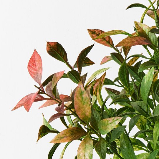 12 x Ruscus Bush Red Green 43cml (FI9454RG)