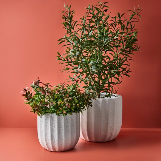 12 x Ruscus Bush Red Green 43cml (FI9454RG)