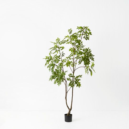 Japanese Lacquer Tree, Green 210cmh (FI9462GR)