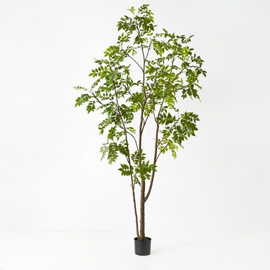 Japanese Lacquer Tree, Green 250cmh (FI9463GR)