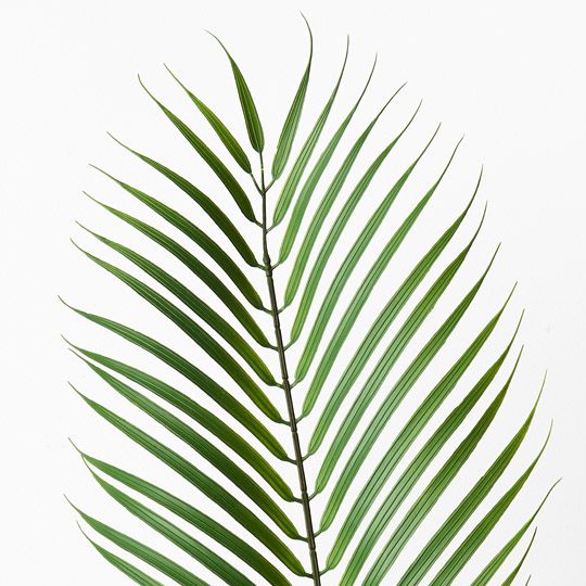 12 x Palm Phoenix Leaf Green 105cml (FI9465GR)