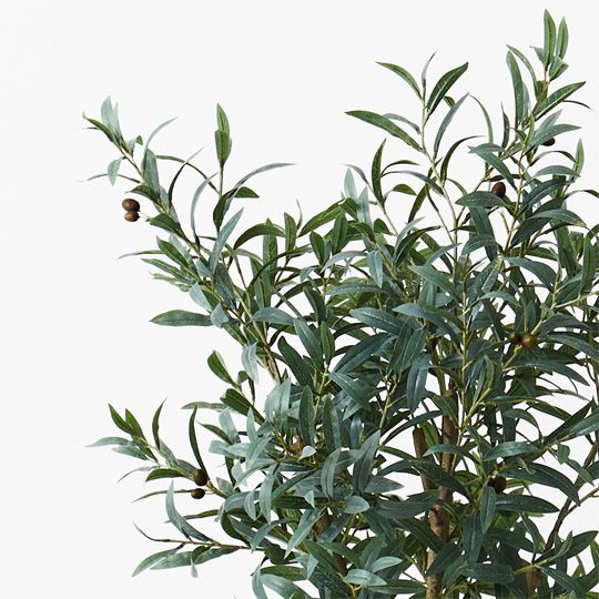 Olive Tree, Grey 120cmh (FI9473GY)