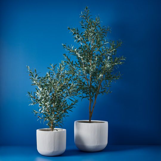 Olive Tree, Grey 120cmh (FI9473GY)