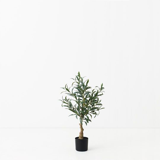 2 x Olive Tree (w/o Fruit), Grey 70cmh (FI9469GY)