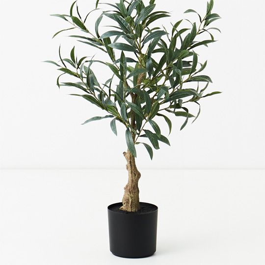 2 x Olive Tree (w/o Fruit), Grey 70cmh (FI9469GY)