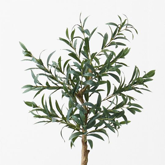 2 x Olive Tree (w/o Fruit), Grey 90cmh (FI9470GY)