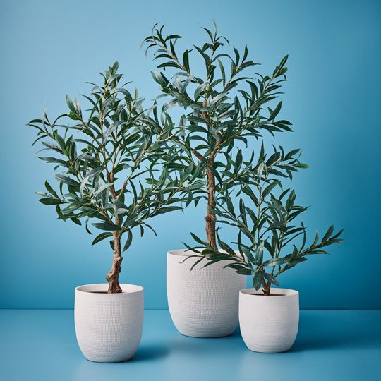 2 x Olive Tree (w/o Fruit), Grey 90cmh (FI9470GY)