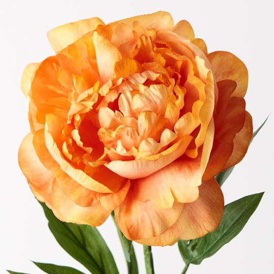 12 x Peony Orange 63cml (FI9478OR)