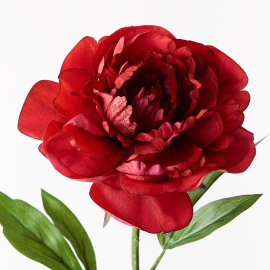 12 x Peony Red 63cml (FI9478RD)