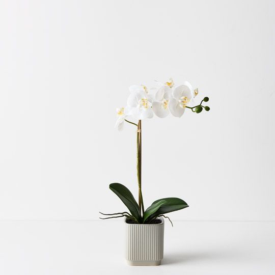 2 x Orchid Phalaenopsis in Silo Pot White 45cmh (FI9498WH)