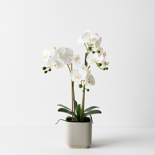 2 x Orchid Phalaenopsis in Silo Pot White 53cmh (FI9499WH)