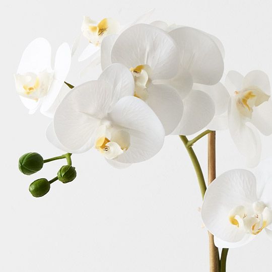 2 x Orchid Phalaenopsis in Silo Pot White 53cmh (FI9499WH)