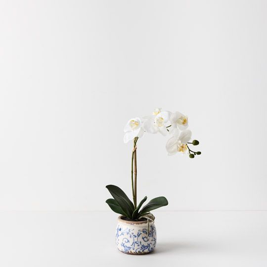 2 x Orchid Phalaenopsis in Scarla Pot White 42cmh (FI9503WH)