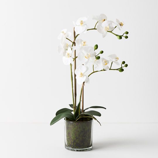 2 x Orchid Phalaenopsis in Vase White 55cmh (FI9494WH)