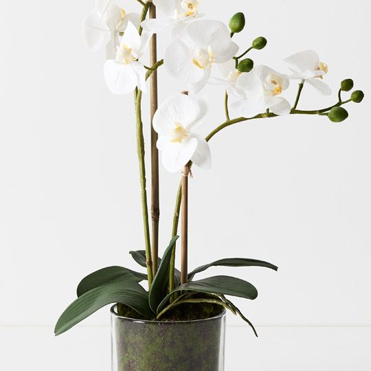 2 x Orchid Phalaenopsis in Vase White 55cmh (FI9494WH)