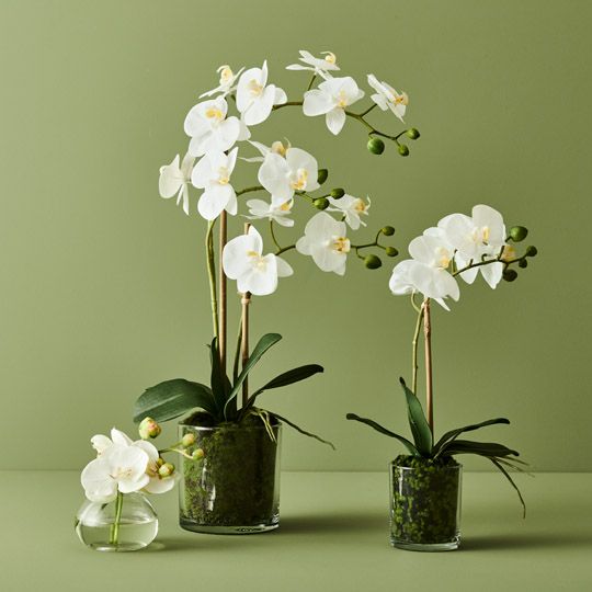 2 x Orchid Phalaenopsis in Vase White 55cmh (FI9494WH)