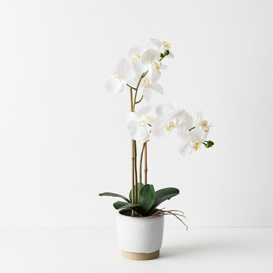 2 x Orchid Phalaenopsis in Nele Pot White 55cmh (FI9524WH)