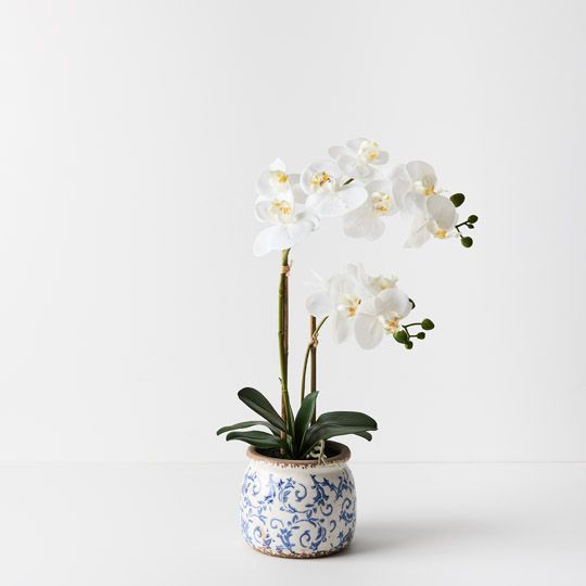 2 x Orchid Phalaenopsis in Scarla Pot White 54cmh (FI9504WH)