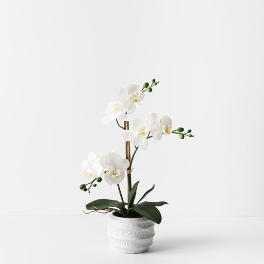 2 x Orchid Phalaenopsis in Vala Pot White 47cmh (FI9506WH)