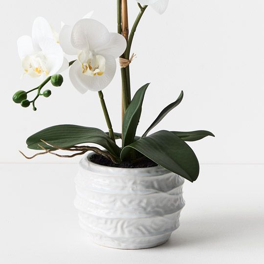 2 x Orchid Phalaenopsis in Vala Pot White 47cmh (FI9506WH)