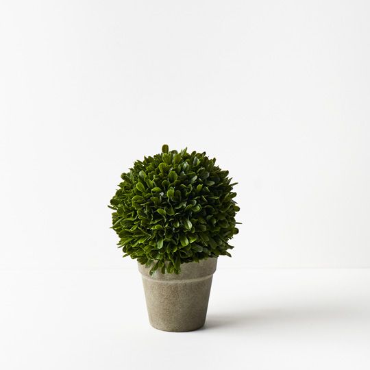 2 x Boxwood Ball in Pot, Green 30cmh (FI9534GR)