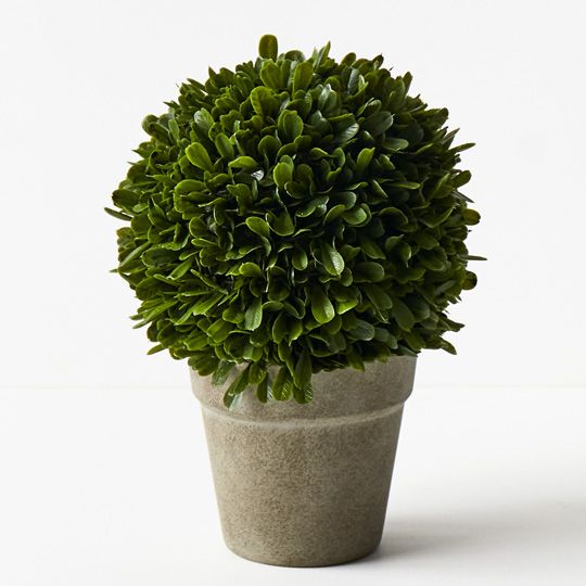 2 x Boxwood Ball in Pot, Green 30cmh (FI9534GR)