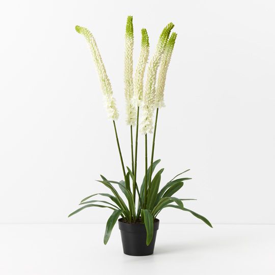 Lily Foxtail Plant, White 105cmh (FI9528WH)