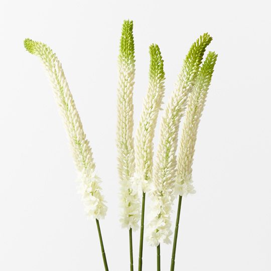 Lily Foxtail Plant, White 105cmh (FI9528WH)