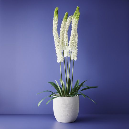 Lily Foxtail Plant, White 105cmh (FI9528WH)