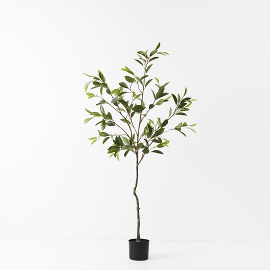 2 x Ficus Tree, Green 150cmh (FI9540GR)