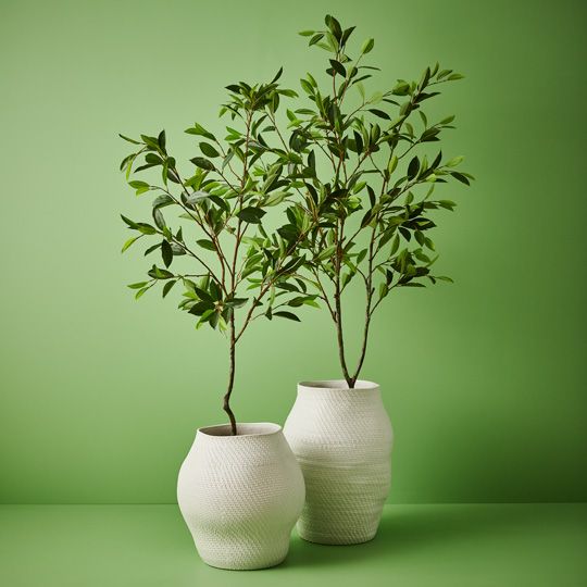 2 x Ficus Tree, Green 150cmh (FI9540GR)