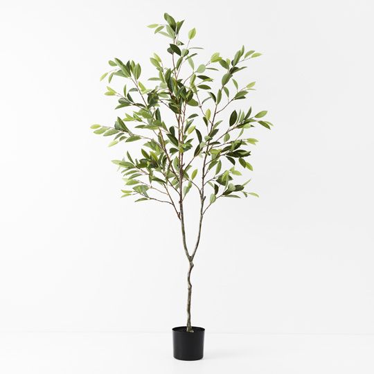 2 x Ficus Tree, Green 180cmh (FI9541GR)