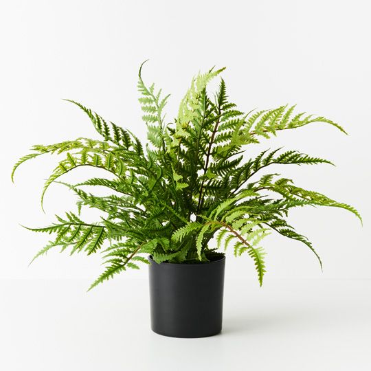 4 x Fern Leather Plant, Green 46cmh (FI9547GR)