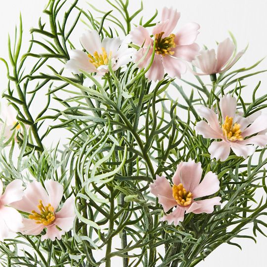 12 x Cosmos Bush Light Pink 30cml (FI9556LP)