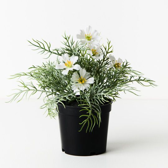 6 x Cosmos Bush in Pot, White 20cmh (FI9558WH)