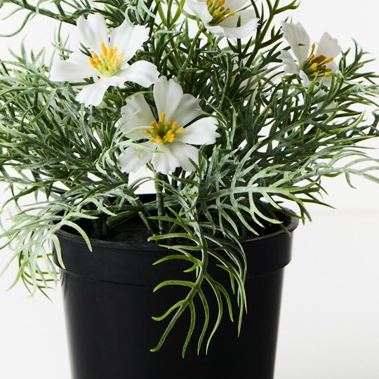 6 x Cosmos Bush in Pot, White 20cmh (FI9558WH)