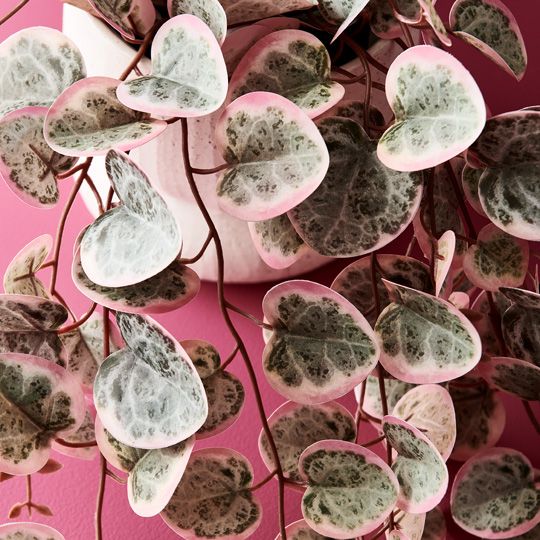 6 x String of Hearts in Pot, Pink Green 48cml (FI9572PG)